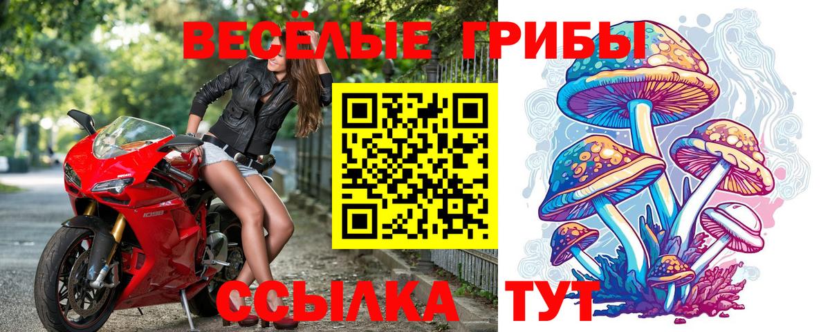 Сертолово  Псилоцибиновые грибы прущие грибы  Псилоцибиновые грибы Psilocybe  Вход с VPN 
